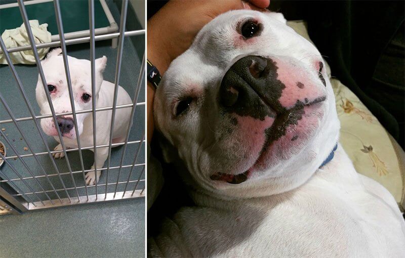 sabiaspalavras.com - 32 fotos de cachorros antes vs. depois de serem adoptados que vão derreter o teu coração