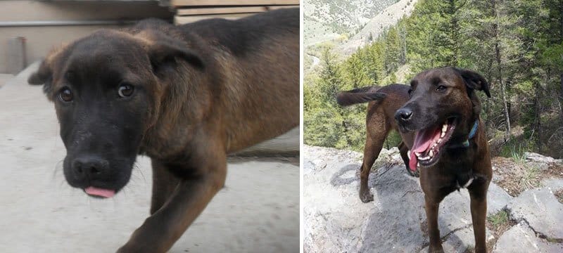 sabiaspalavras.com - 32 fotos de cachorros antes vs. depois de serem adoptados que vão derreter o teu coração