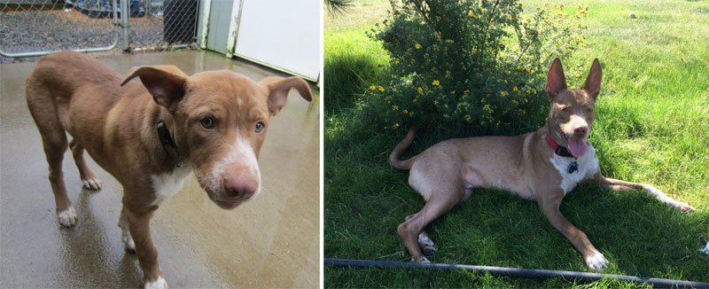 sabiaspalavras.com - 32 fotos de cachorros antes vs. depois de serem adoptados que vão derreter o teu coração