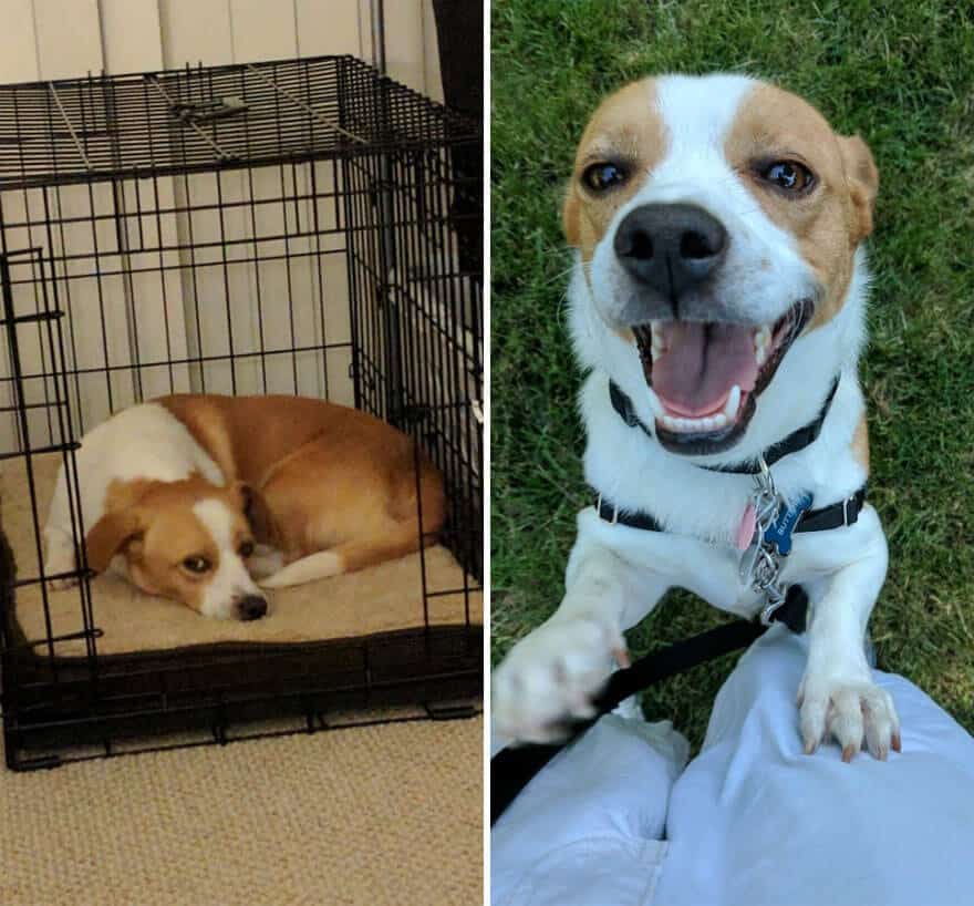 sabiaspalavras.com - 32 fotos de cachorros antes vs. depois de serem adoptados que vão derreter o teu coração