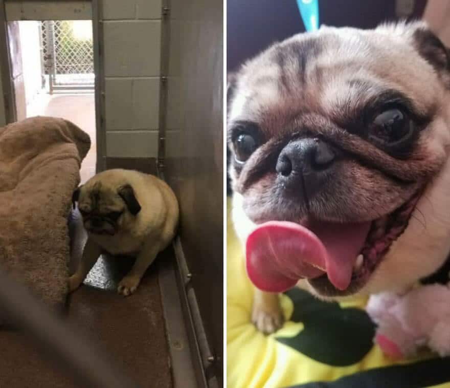 sabiaspalavras.com - 32 fotos de cachorros antes vs. depois de serem adoptados que vão derreter o teu coração