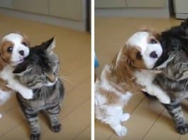 Gata paciente é vítima de um dos ataques mais adoráveis de sempre