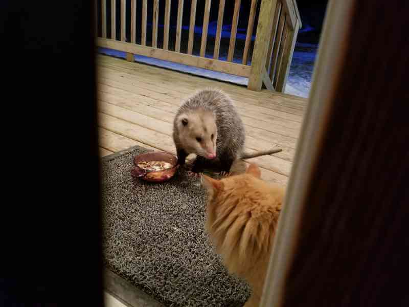 sabiaspalavras.com - Gato tem reacção hilariante ao ver um gambá a roubar a sua comida