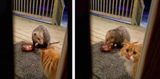Gato tem reacção hilariante ao ver um gambá a roubar a sua comida
