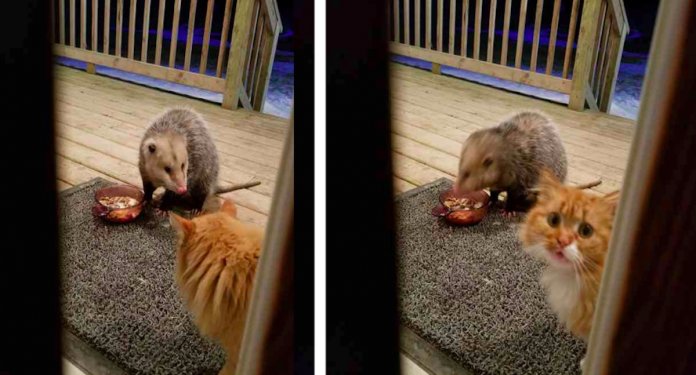 Gato tem reacção hilariante ao ver um gambá a roubar a sua comida