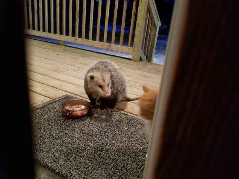 sabiaspalavras.com - Gato tem reacção hilariante ao ver um gambá a roubar a sua comida