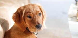 Abrigos de animais na Alemanha proíbem a adoção de animais de estimação durante o Natal