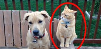 13 momentos de cachorros e gatos absolutamente hilariantes