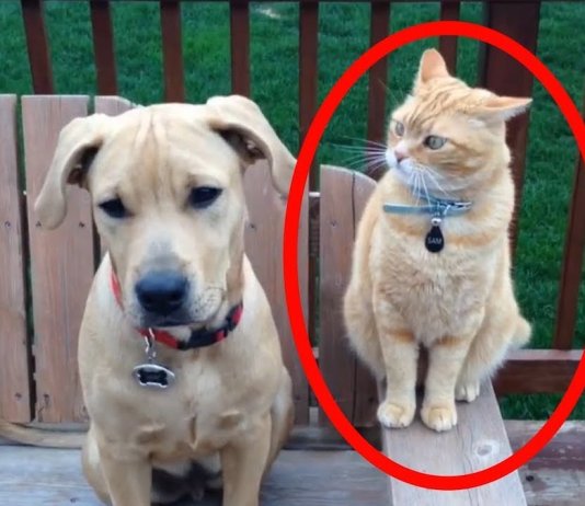 13 momentos de cachorros e gatos absolutamente hilariantes