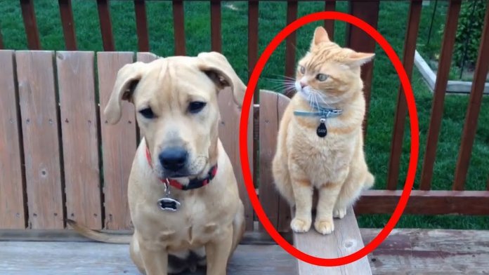 13 momentos de cachorros e gatos absolutamente hilariantes