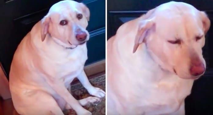 Cachorro denuncia-se após ser confrontado com pacote de biscoitos destruído