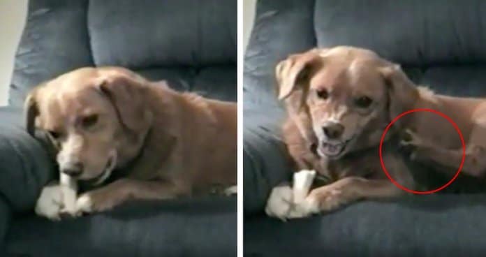 Cachorro não deixa que ninguém lhe tire o osso… nem mesmo a sua pata!