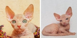 Gatinho de raça Sphynx torna-se numa verdadeira sensação das redes sociais