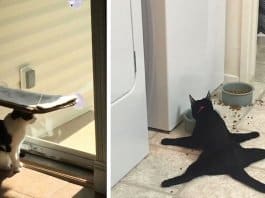 22 gatos tão idiotas que te vão deixar a sorrir o dia inteiro