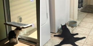 22 gatos tão idiotas que te vão deixar a sorrir o dia inteiro