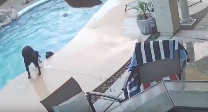 Cachorro heróico salta para piscina para salvar melhor amigo