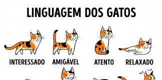 Guia completo da linguagem felina que te irá ajudar a perceberes o teu gato