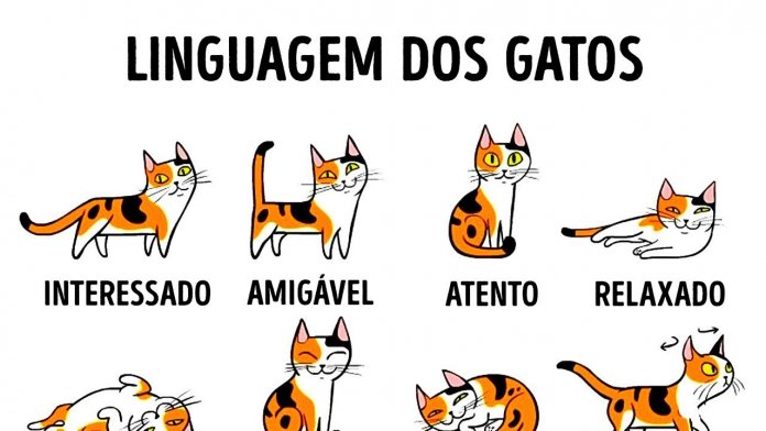 Guia completo da linguagem felina que te irá ajudar a perceberes o teu gato