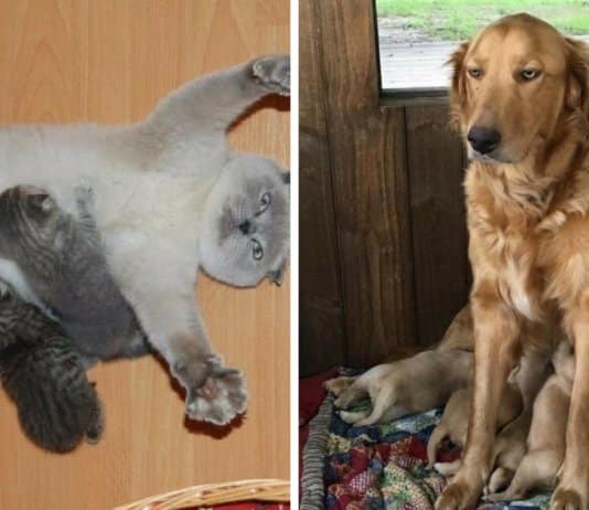16 animais que mostram o verdadeiro sentido de maternidade