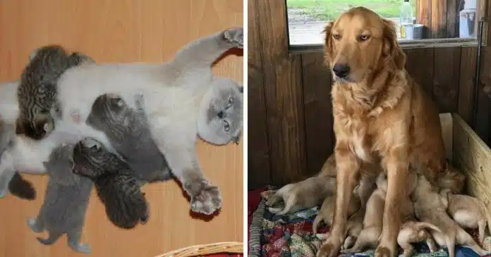 16-animais-que-mostram-o-verdadeiro-sentido-de-maternidade 16 animais que mostram o verdadeiro sentido de maternidade