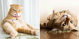 17 fotos hilariantes de gatos apanhados com a “moca” de erva-gateira