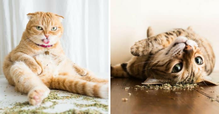 17 fotos hilariantes de gatos apanhados com a “moca” de erva-gateira