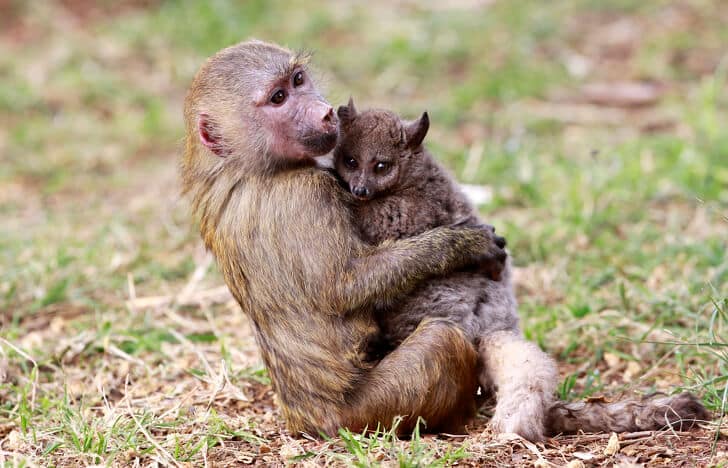 sabiaspalavras.com - 16 animais que mostram o verdadeiro sentido de maternidade
