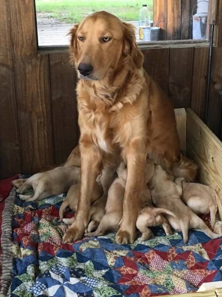 sabiaspalavras.com - 16 animais que mostram o verdadeiro sentido de maternidade