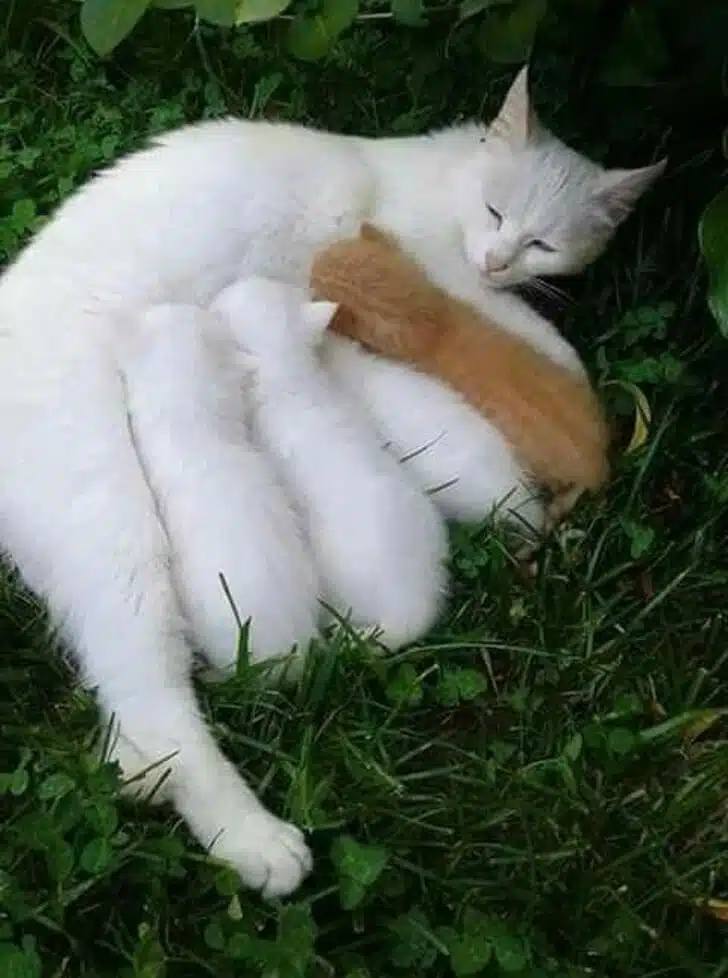 sabiaspalavras.com - 16 animais que mostram o verdadeiro sentido de maternidade