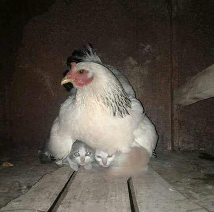 sabiaspalavras.com - 16 animais que mostram o verdadeiro sentido de maternidade