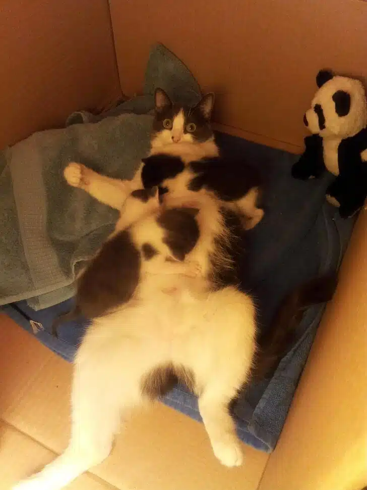 sabiaspalavras.com - 16 animais que mostram o verdadeiro sentido de maternidade
