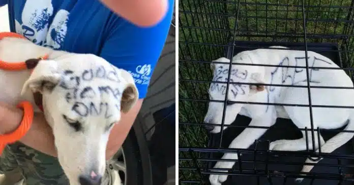 cadela-foi-deixada-no-parque-com-mensagem-triste-escrita-no-seu-corpo Cadela foi deixada no parque com mensagem triste escrita no seu corpo