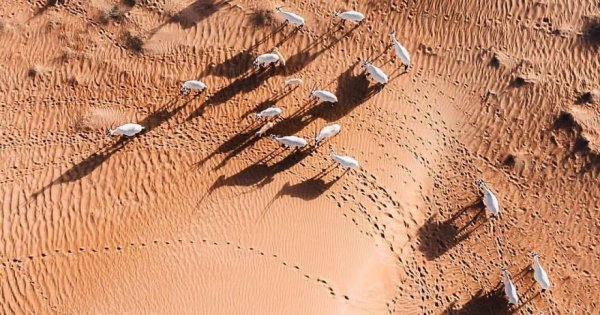 deserto-esta-apoderar-se-de-dubai-e-abu-dhabi-e-as-fotos-sao-absolutamente-fantasticas2