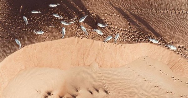 deserto-esta-apoderar-se-de-dubai-e-abu-dhabi-e-as-fotos-sao-absolutamente-fantasticas7