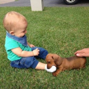 sabiaspalavras.com - 16 fotografias adoráveis que provam que todos as crianças deveriam ter um cachorro