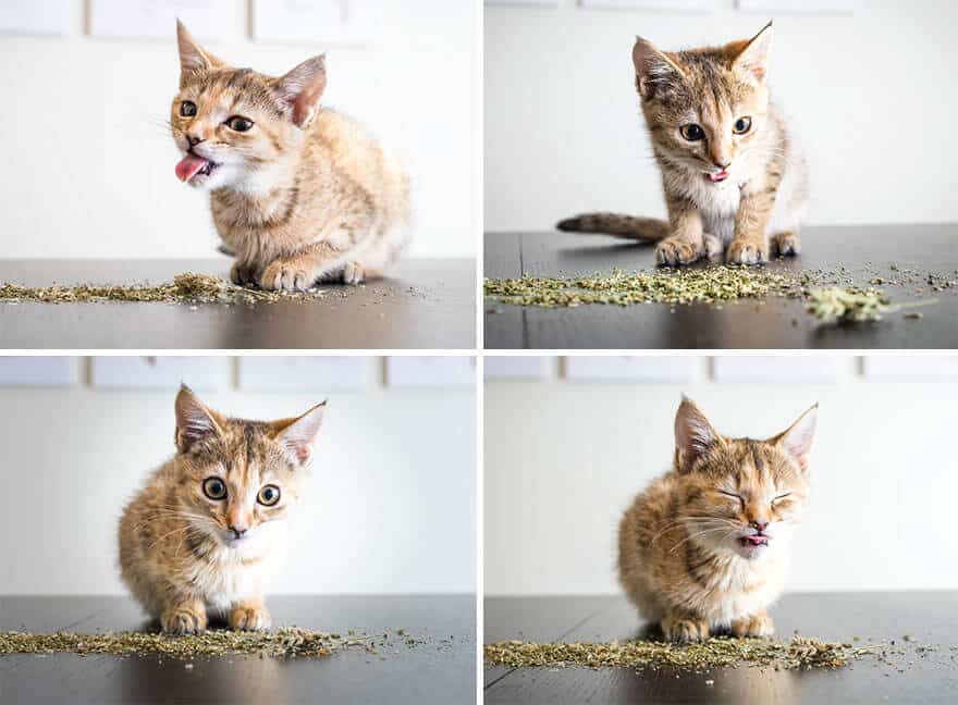 sabiaspalavras.com - 17 fotos hilariantes de gatos apanhados com a "moca" de erva-gateira