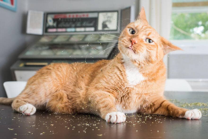 sabiaspalavras.com - 17 fotos hilariantes de gatos apanhados com a "moca" de erva-gateira