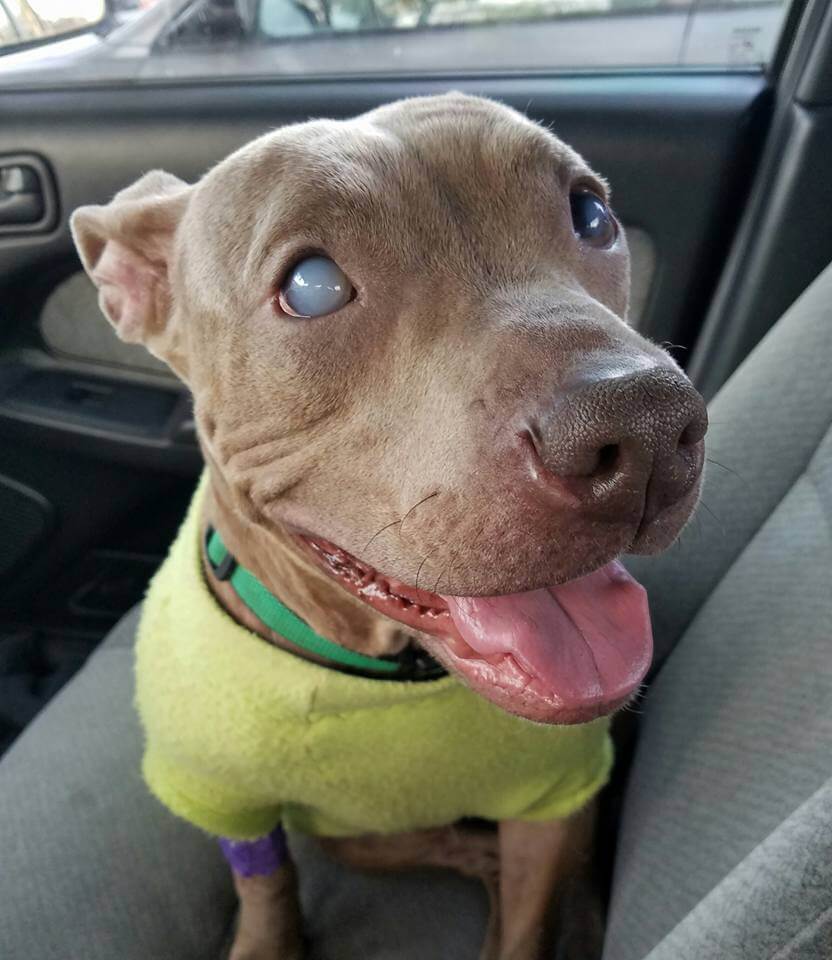 sabiaspalavras.com - Cadela pit bull cega é abandonada presa a um banco num parque