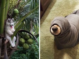 19 fails de cachorros tão hilariantes que vão ser impossível não rires
