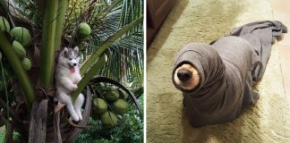 19 fails de cachorros tão hilariantes que vão ser impossível não rires