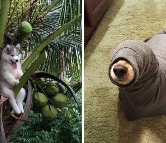 19 fails de cachorros tão hilariantes que vão ser impossível não rires