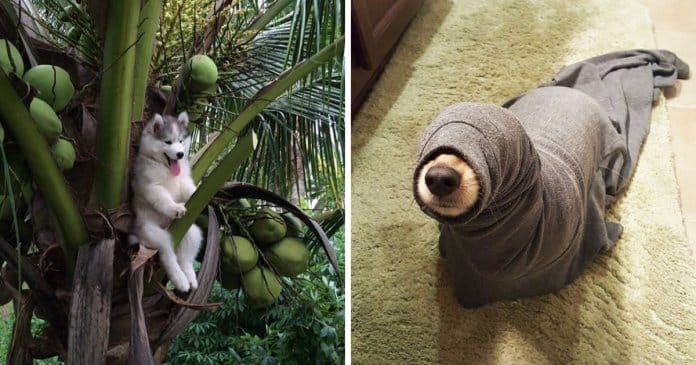 19 fails de cachorros tão hilariantes que vão ser impossível não rires