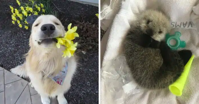 21-fotos-que-te-vao-fazer-sentir-melhor-apos-um-dificil-dia-de-trabalho 21 fotos que te vão fazer sentir melhor após um difícil dia de trabalho