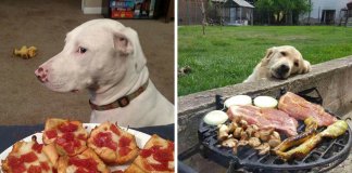 25 fotos hilariantes de cachorros a pedirem comida