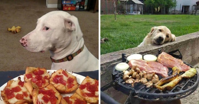 25 fotos hilariantes de cachorros a pedirem comida