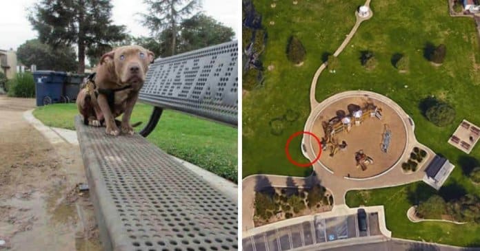 Cadela pit bull cega é abandonada presa a um banco num parque