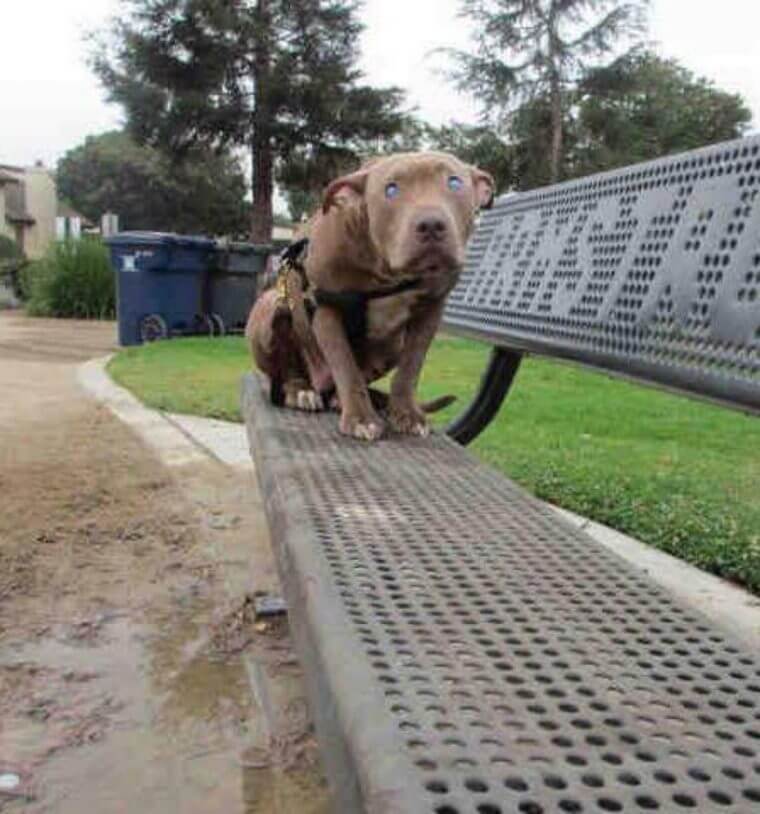 sabiaspalavras.com - Cadela pit bull cega é abandonada presa a um banco num parque
