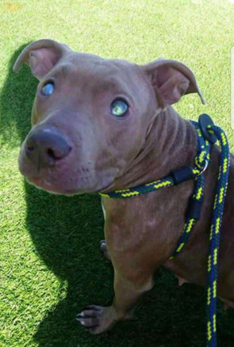 sabiaspalavras.com - Cadela pit bull cega é abandonada presa a um banco num parque