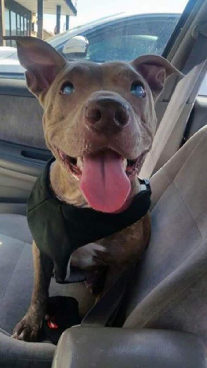 sabiaspalavras.com - Cadela pit bull cega é abandonada presa a um banco num parque