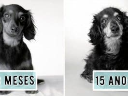 Emocionante projecto fotográfico mostra como os cachorros envelhecem
